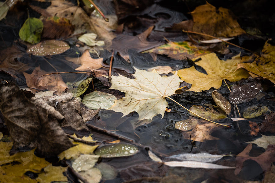Floating Leaves Photograph by Mike Evangelist