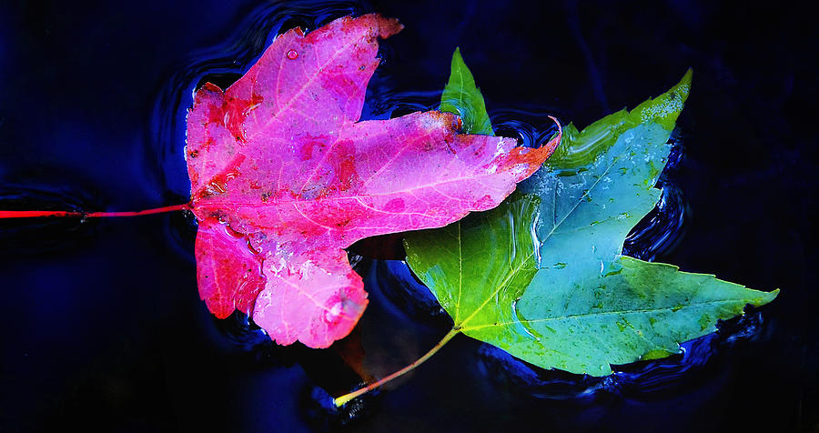 Floating Leaves Photograph by Peg Runyan