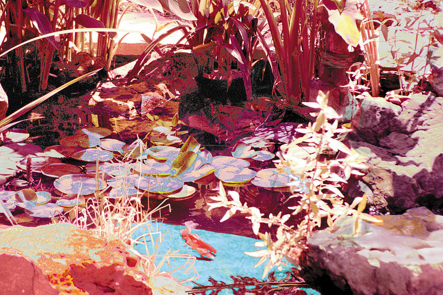 Koi Photograph - Floating Lilies Pads Above The Koi. by Judy Loper Koi Photograph - Floating Lilies Pads Above The Koi. by Judy Loper