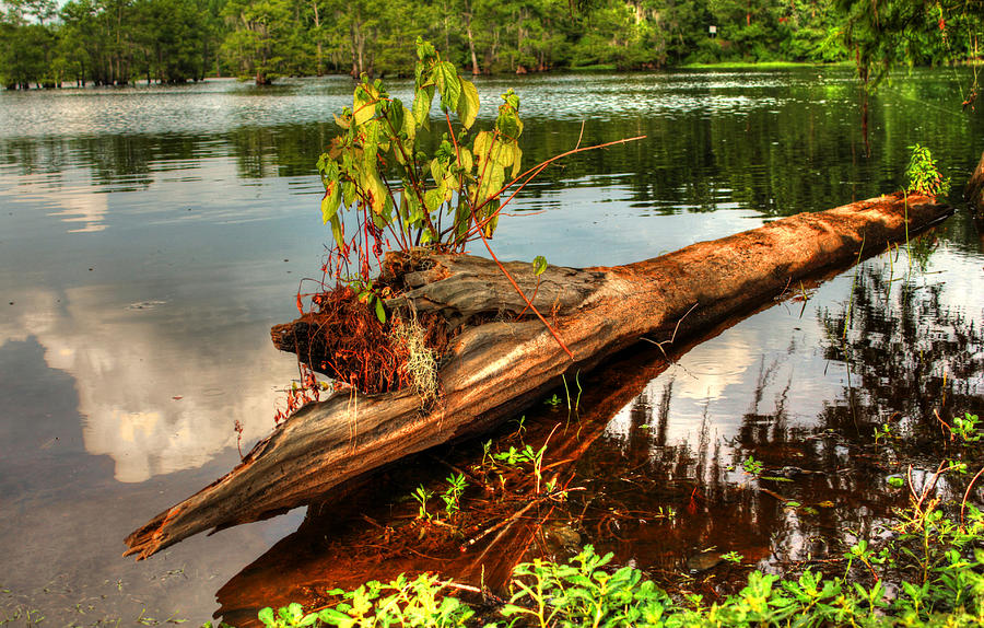 Floating Log Photograph by Ester McGuire