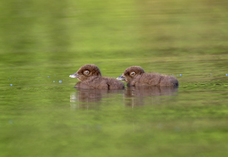 Floating Loon Chicks Photograph by Brook Burling