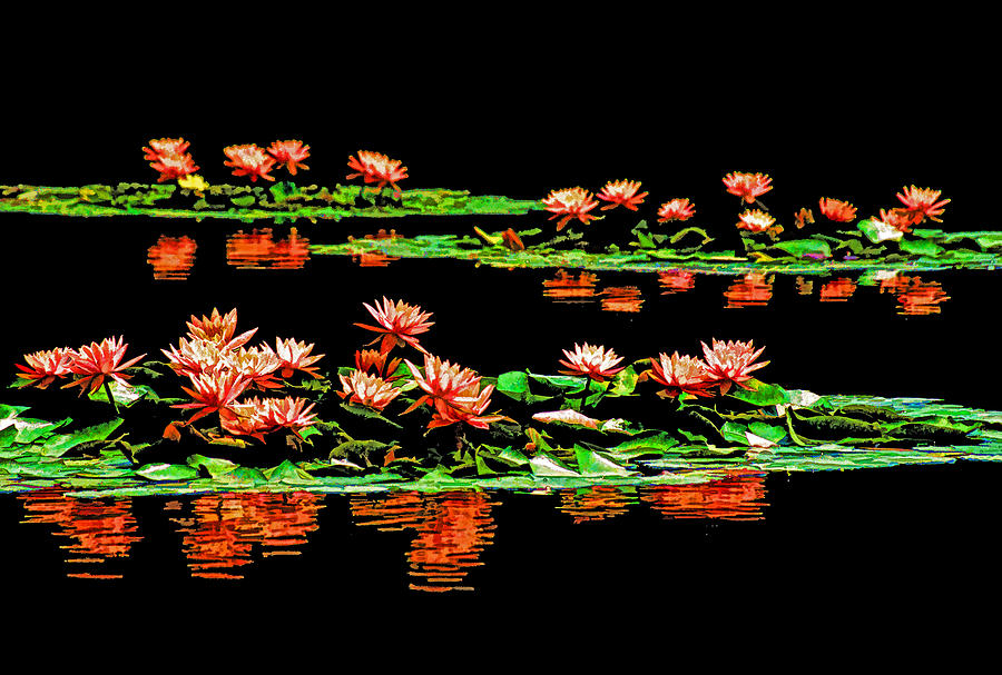 Floating Lotus Blossoms Photograph by Dennis Cox