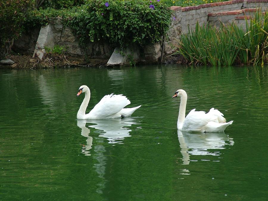 Swan Photograph - Floating Love by John Loyd Rushing