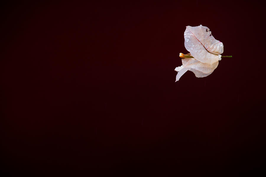 Deep Red Photograph - Floating Love by Mario Morales Rubi