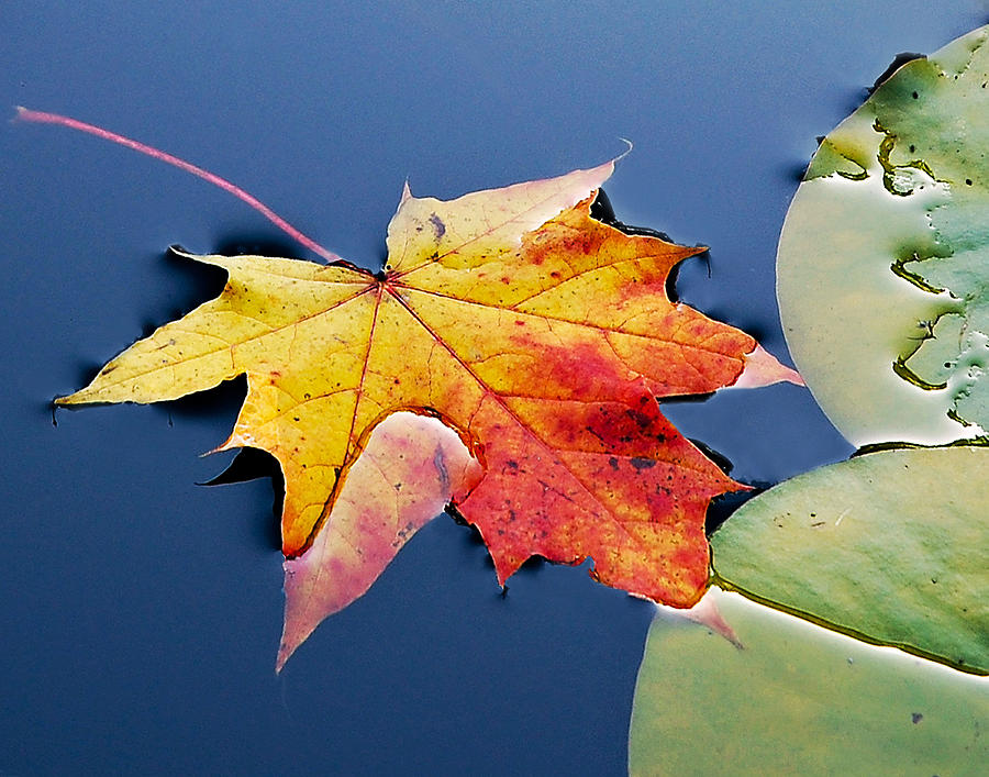Floating Maple Leaf Photograph by Marion McCristall