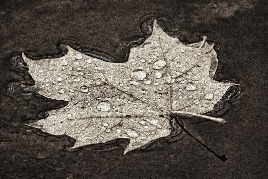 Floating Maple Leaf BW Photograph by Theo OConnor