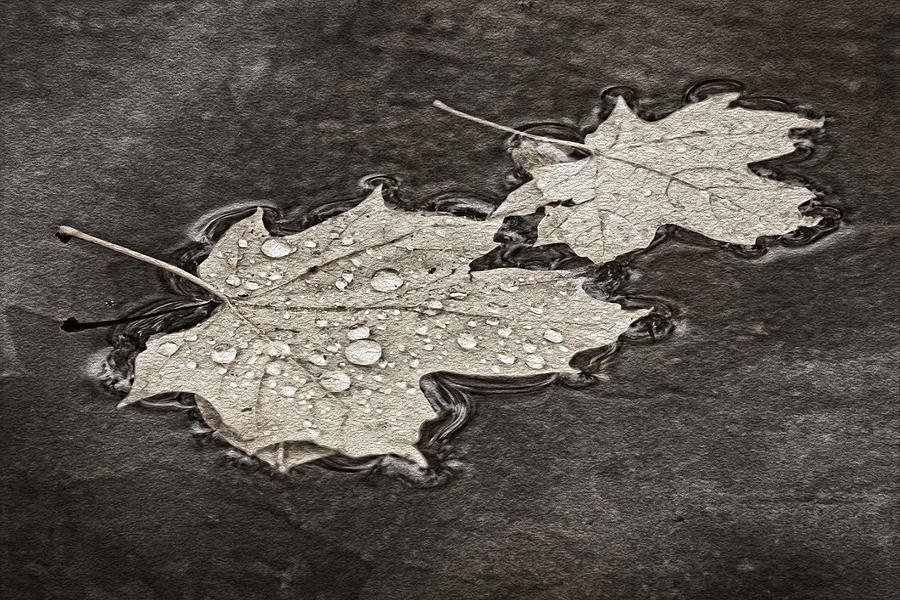 Floating Maple Leaves BW Photograph by Theo OConnor