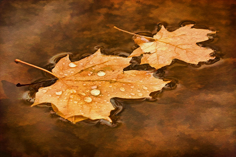 Floating Maple Leaves Pnt Photograph by Theo OConnor
