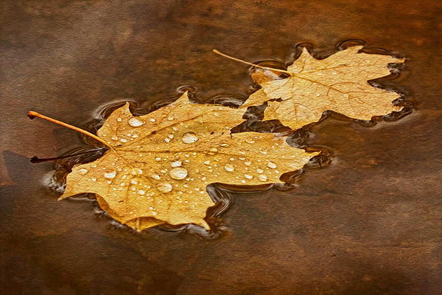 Floating Maple Leaves Txt Photograph by Theo OConnor