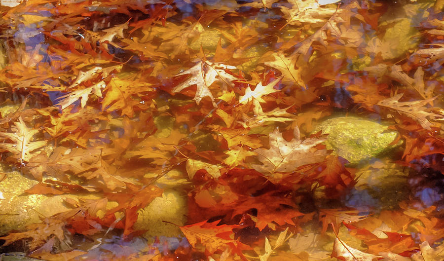 FLOATING of AUTUMN Photograph by Karen Wiles