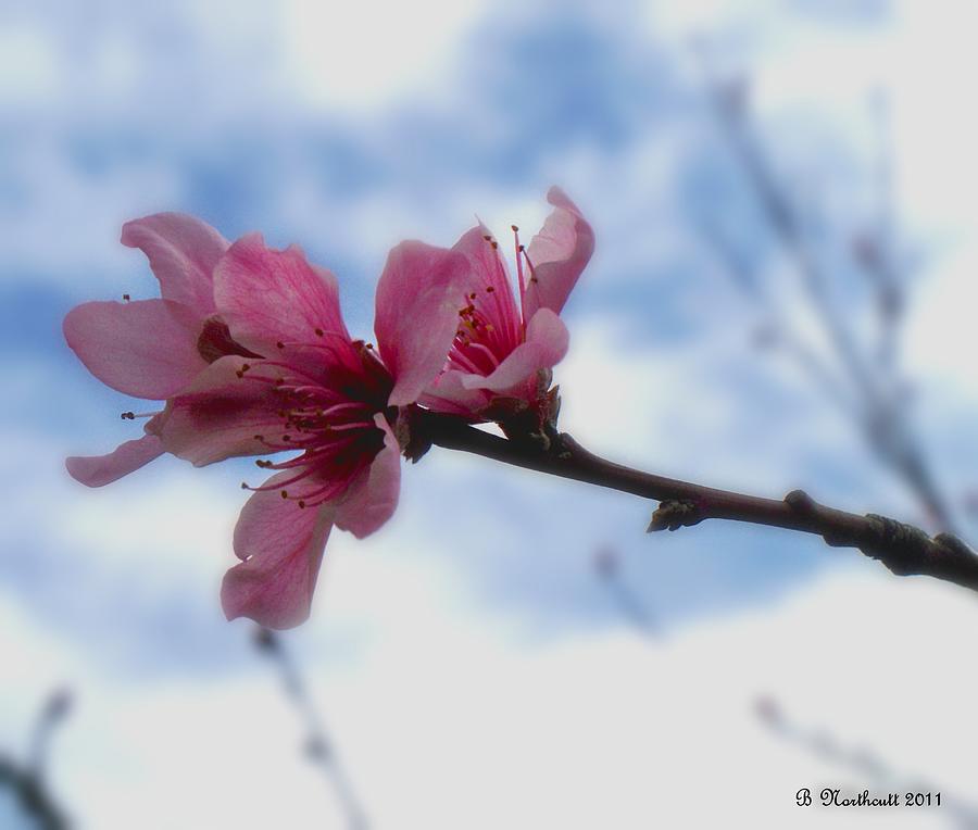 Spring Photograph - Floating On Air by Betty Northcutt
