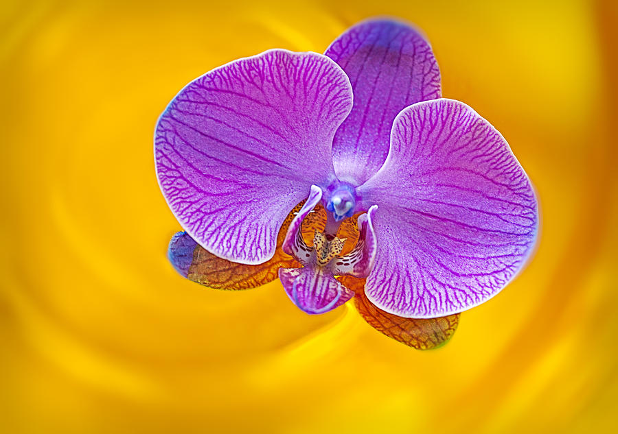 Floating Orchid Photograph by Susan Candelario