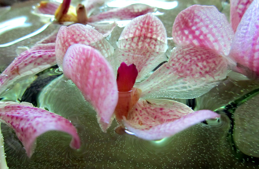 Floating Orchids Photograph by Nicole I Hamilton