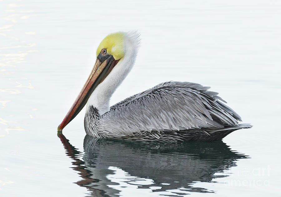 Floating Pelican Photograph by Alice Cahill