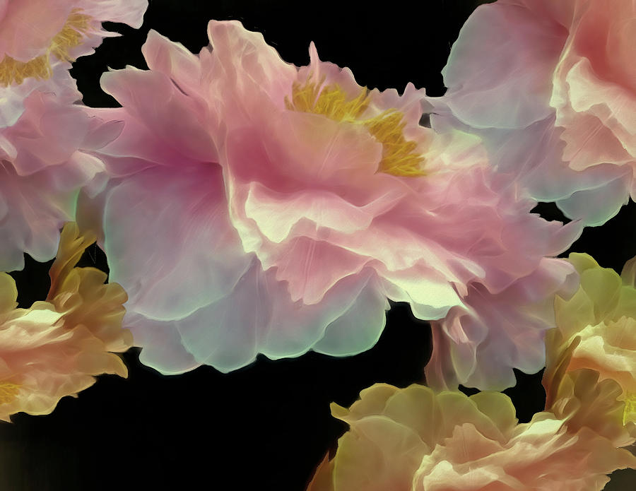 Flower Mixed Media - Floating Peony Cluster 8 by Lynda Lehmann