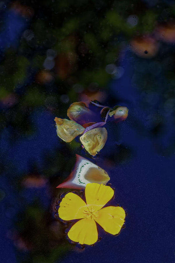 Floating Petals Photograph by Steve Gravano