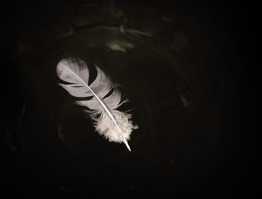 Floating Pigeon Feather on Water Photograph by John Williams