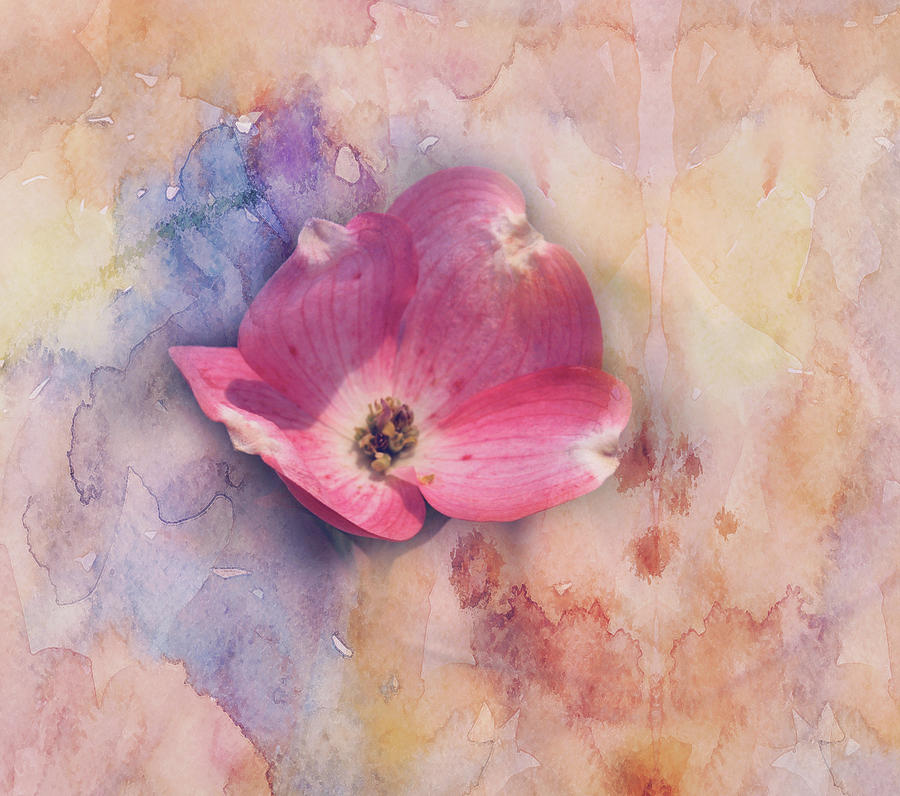 Floating Pink Bloom Photograph by Toni Hopper - Fine Art America