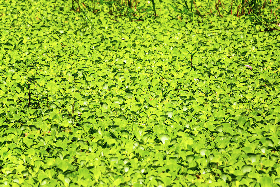 Floating Plants in the Amazon Photograph by Jess Kraft - Fine Art America