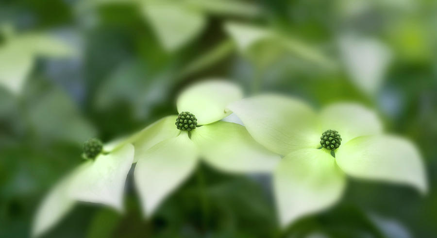Dogwood Photograph - Floating by Rebecca Cozart