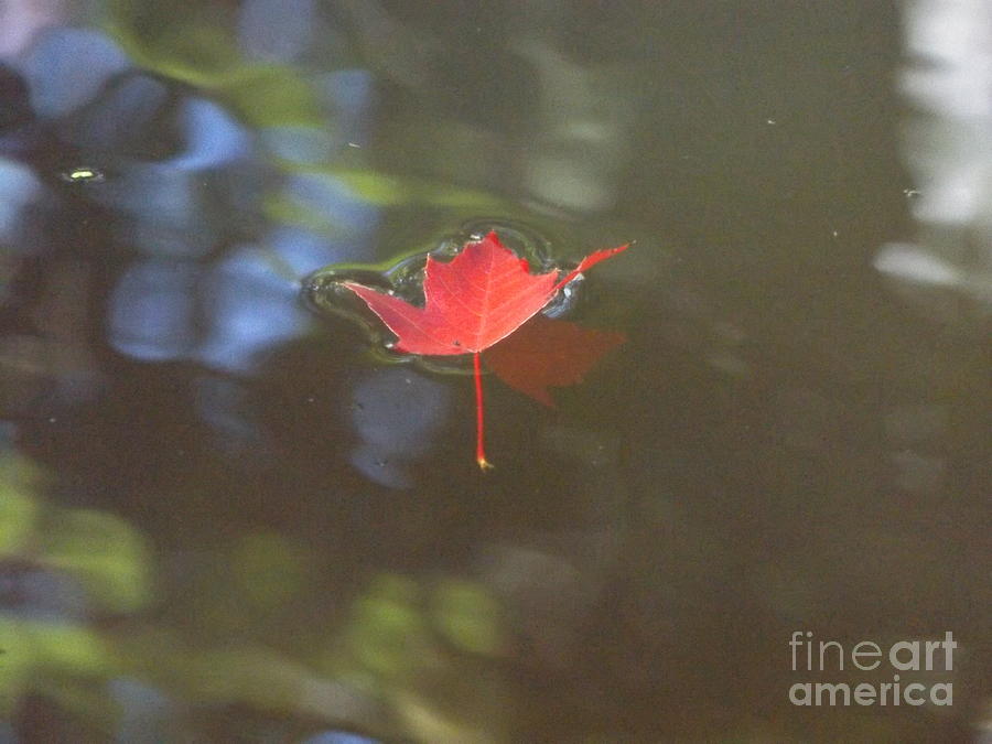 Floating Red Leaf 2 Photograph by Erick Schmidt