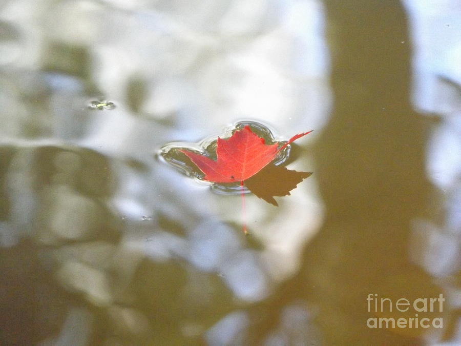 Floating Red Leaf Photograph by Erick Schmidt