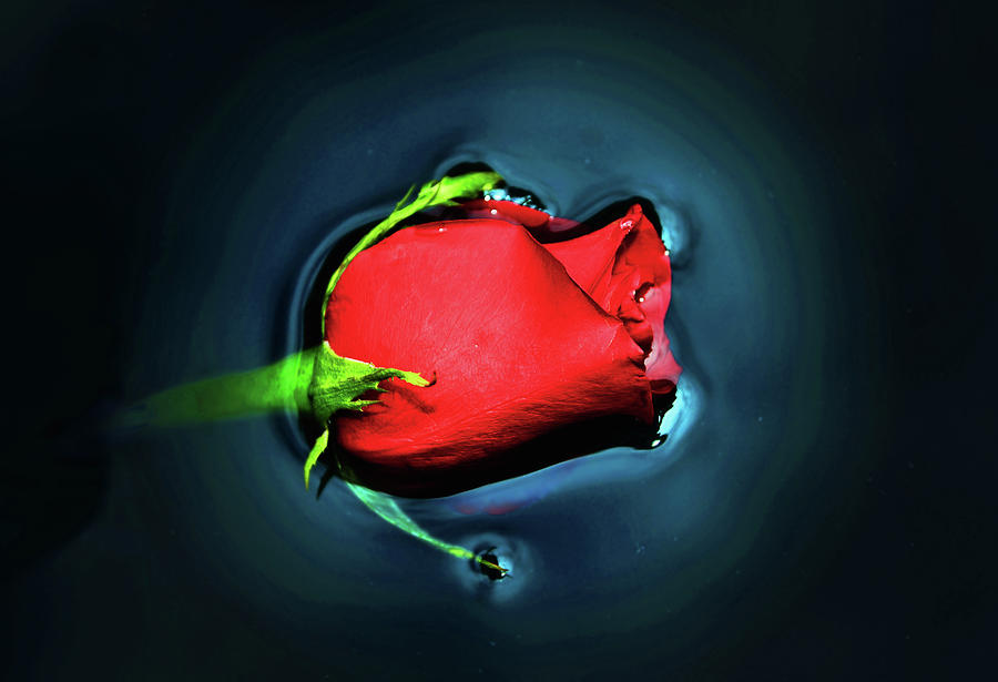 Floating Red Rose 002 Photograph by George Bostian
