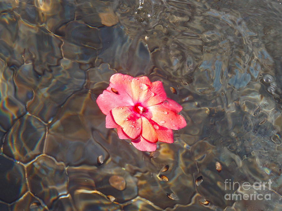 Water Photograph - Floating Rose by Alex Garcia Water Photograph - Floating Rose by Alex Garcia