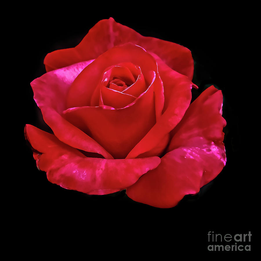 Floating Rose Photograph by Robert Bales