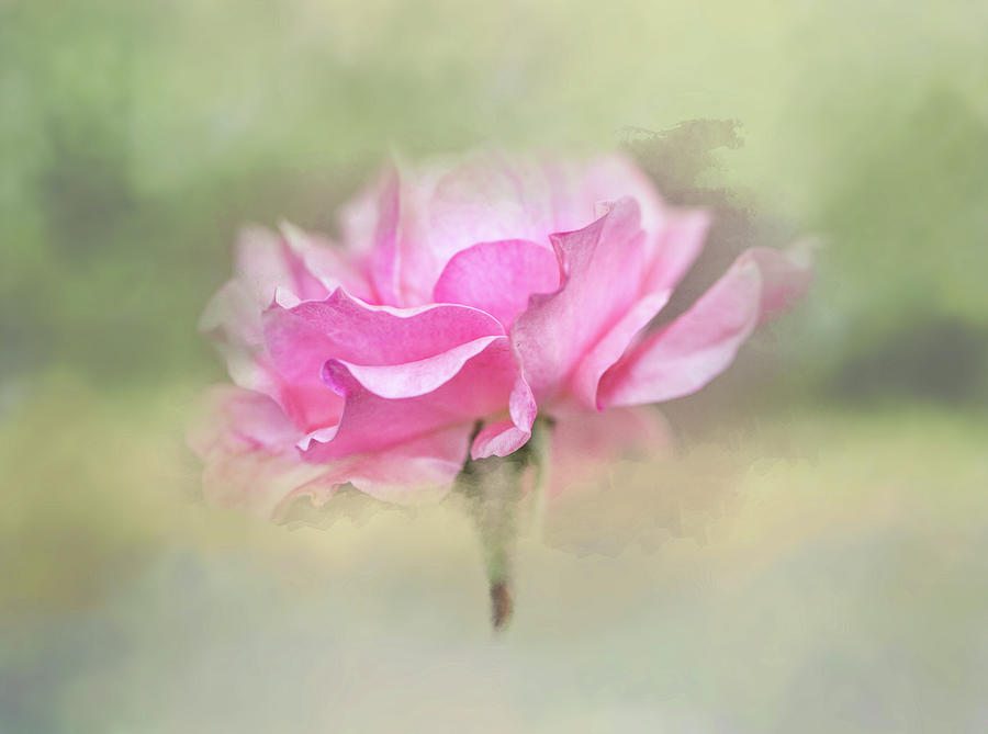 Floating Rose Digital Art by Terry Davis - Fine Art America