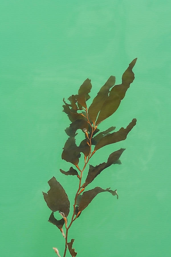 Floating Seaweed Photograph by Art Block Collections