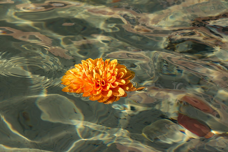 Floating Sunshine - a Vivid Orange Chrysanthemum in Silken Fountain Reflections Photograph by Georgia Mizuleva