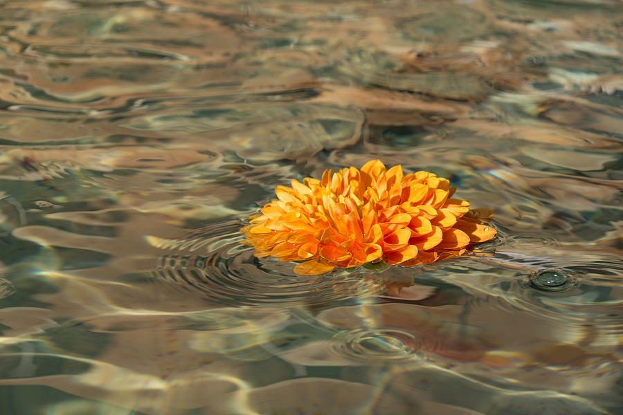 Floating Sunshine - a Vivid Orange Chrysanthemum in Velvety Fountain Reflections Photograph by Georgia Mizuleva