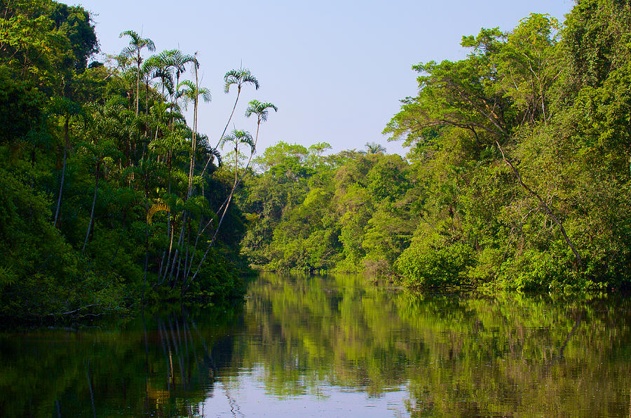 Floating Through The Jungle Photograph By Richard Espenant - Fine Art 