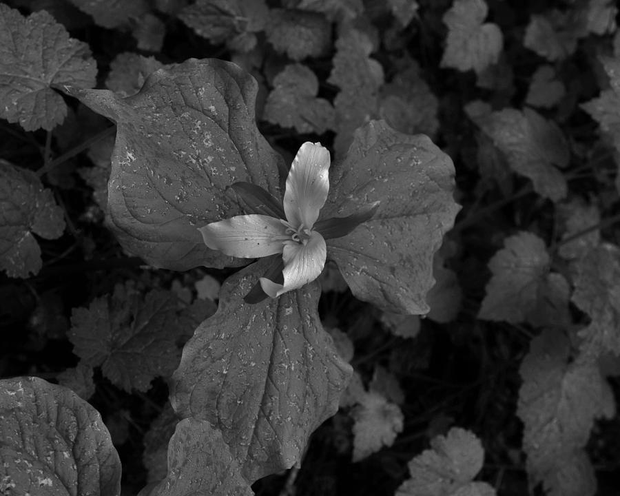 Floating Trillium Photograph by Charles Lucas