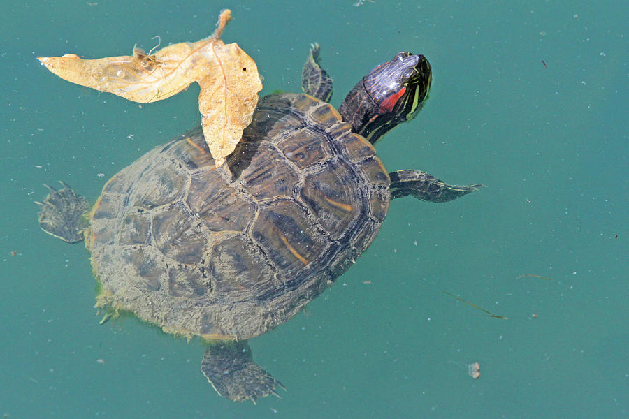 Floating Turtle Photograph by Shoal Hollingsworth