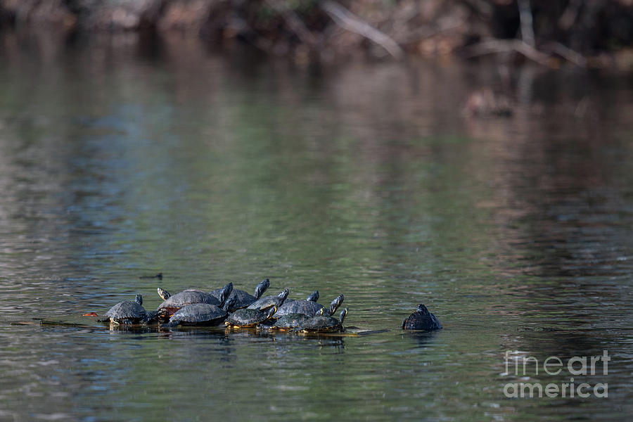 Floating Turtles Photograph