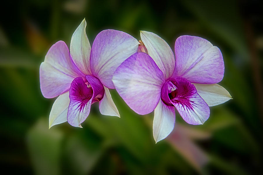 Flower Digital Art - Floating Twin Orchids by John Haldane