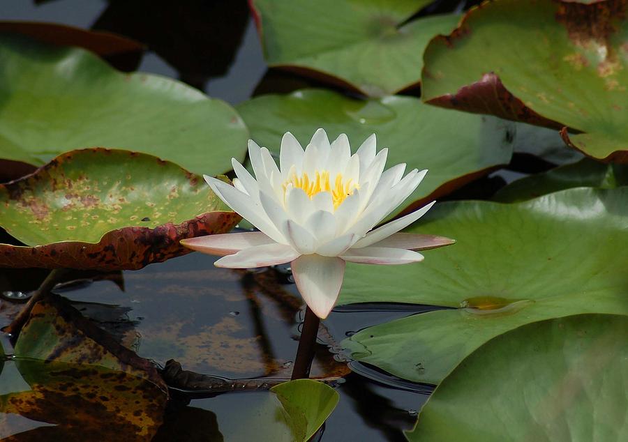 Floating Water Lilly Photograph by Michael Thomas