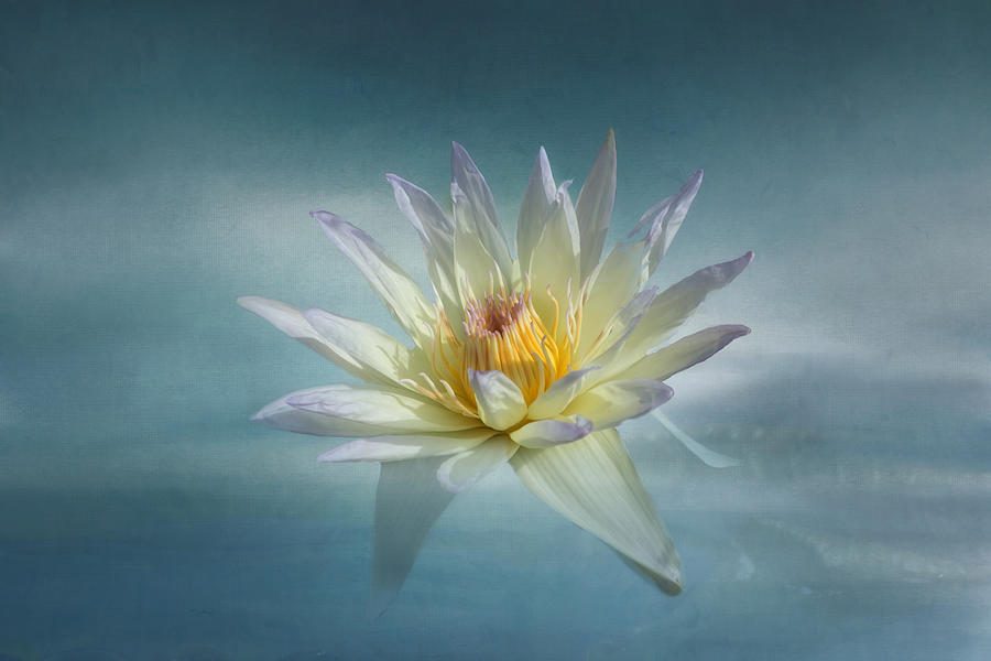 Floating Water Lily Photograph by Kim Hojnacki