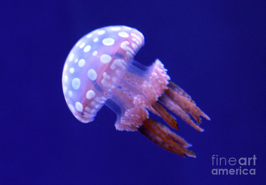 Floating White Spotted Jellyfish Photograph by Nina Silver