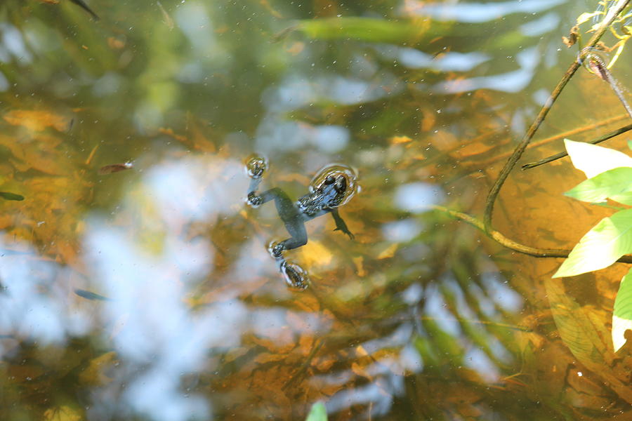 Floating with a frog Photograph by Alannah Daniels | Fine Art America