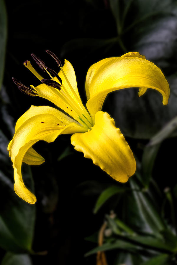 Flower Photograph - Floating Yellow Lily by John Haldane