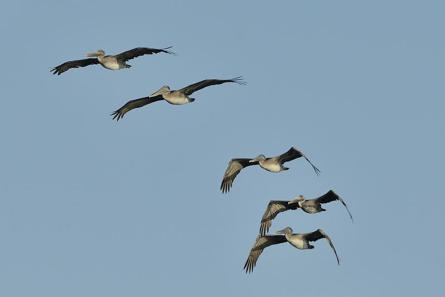 Flock of 5 Pelicans  Photograph by Bradford Martin