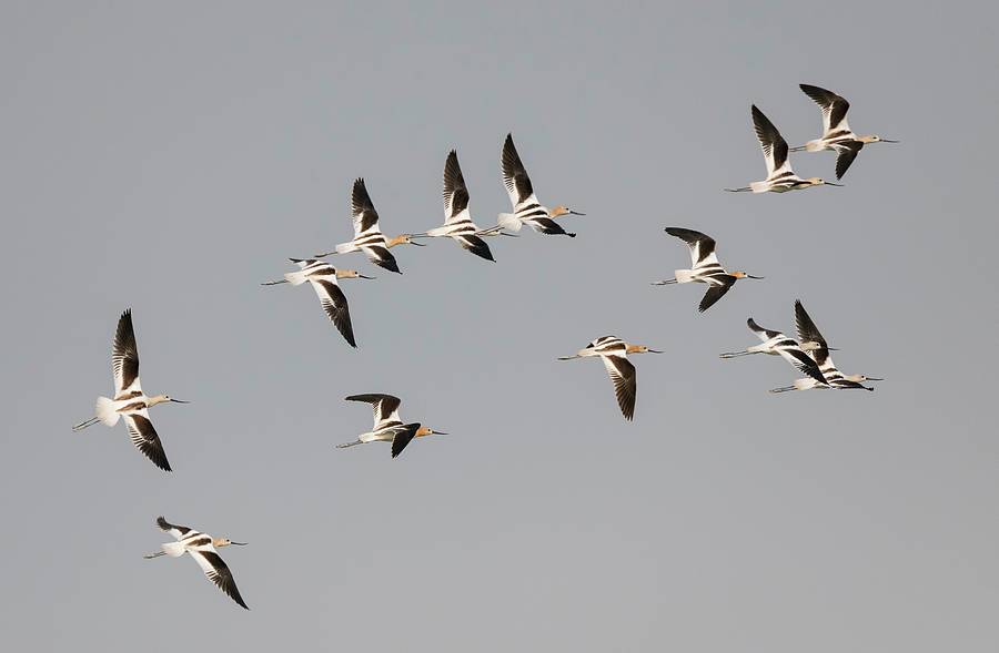 Flock of Avocets Photograph by Loree Johnson