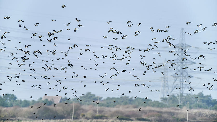 Lapwing Photograph - Flock of beautiful migratory lapwing birds in clear Winter sky by Matthew Gibson