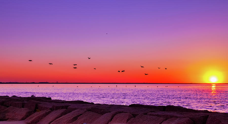 Beach Sunset Photograph - Flock of birds at the beach by Subhadra Burugula