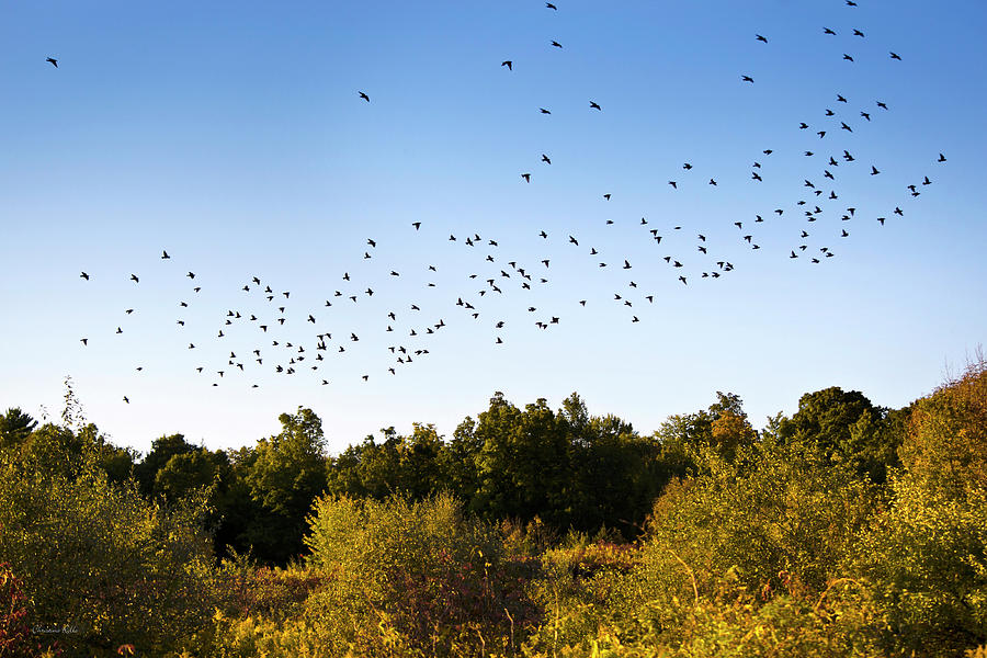 Flock Of Birds Photograph by Christina Rollo