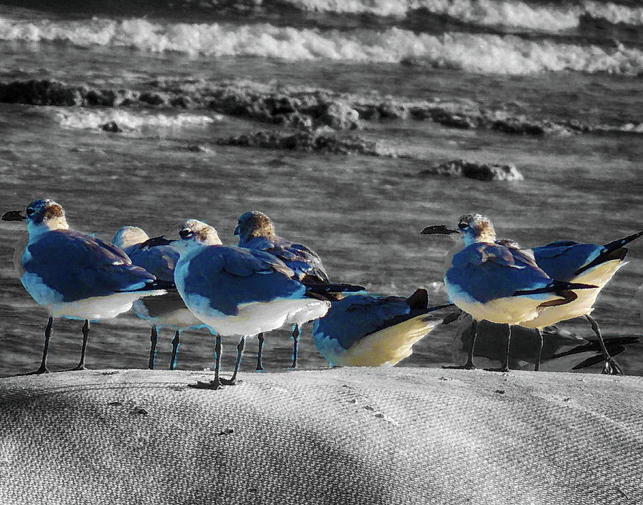 Flock of Birds on a Beach Photograph by Coke Mattingly