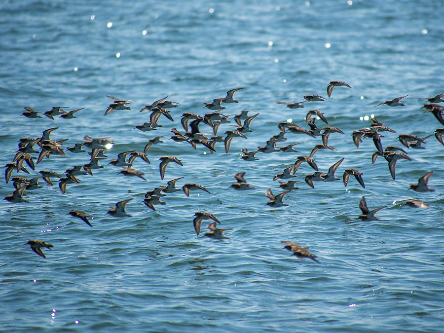 Flock of Birds Photograph by Trace Kittrell - Fine Art America